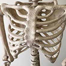 Skeleton Ribs